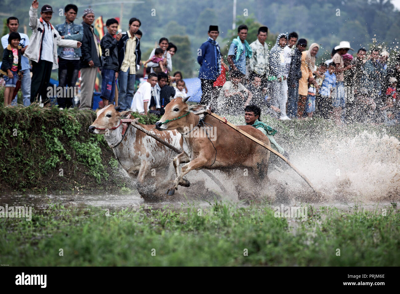 Cow Racing In India