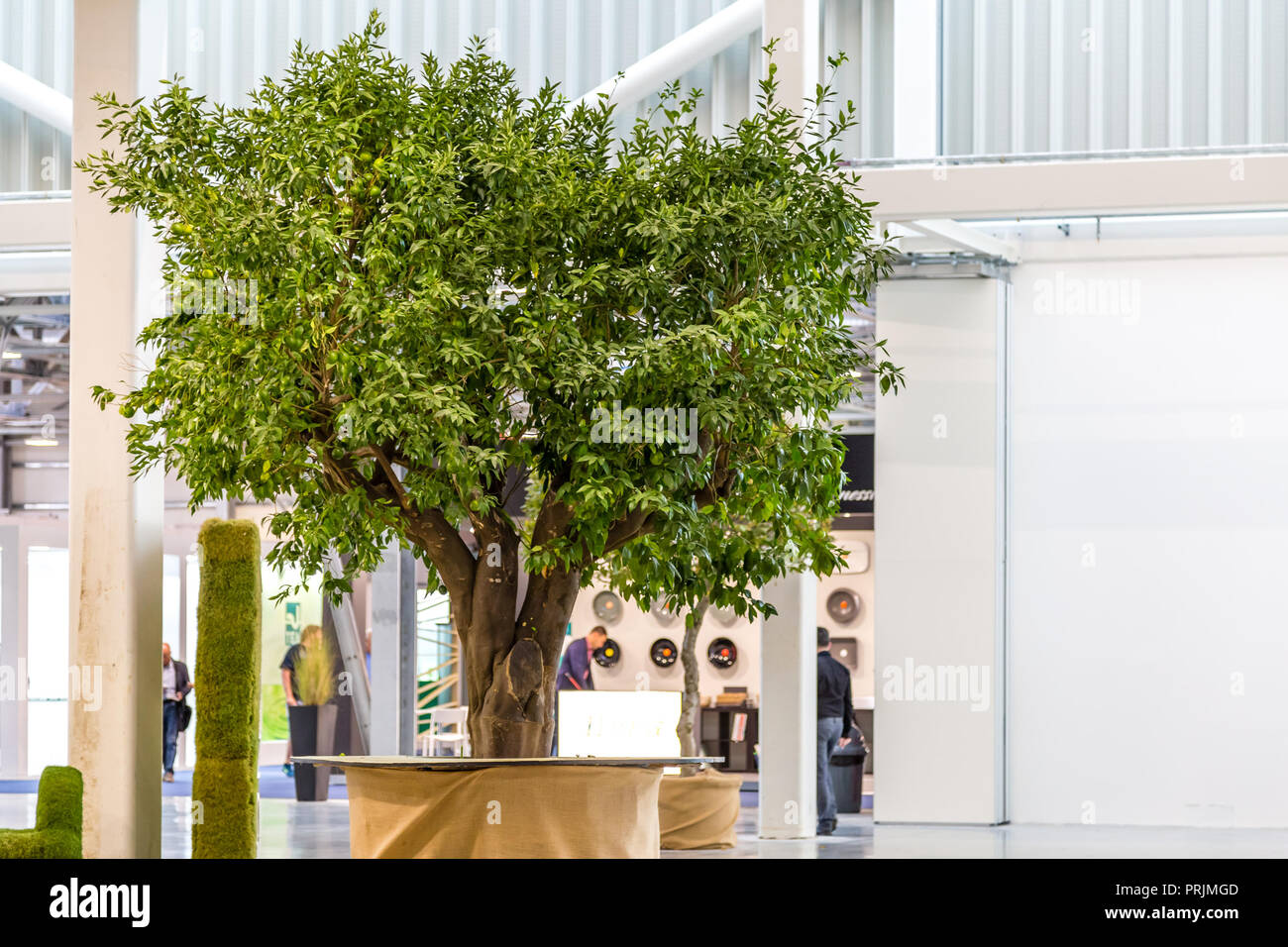 green leaves of tree inside exhibition building Stock Photo - Alamy