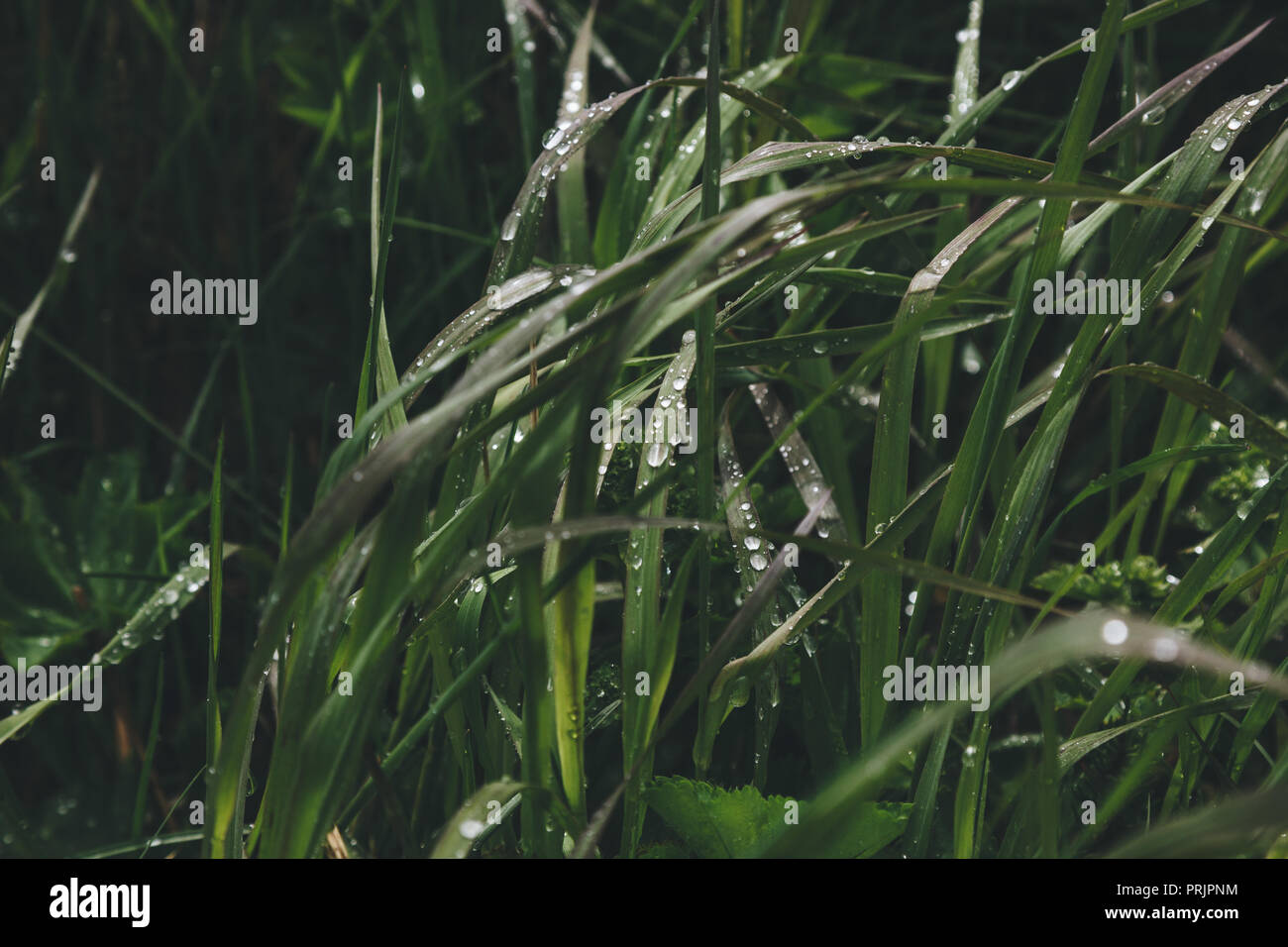 close up view of green grass with water drops Stock Photo - Alamy