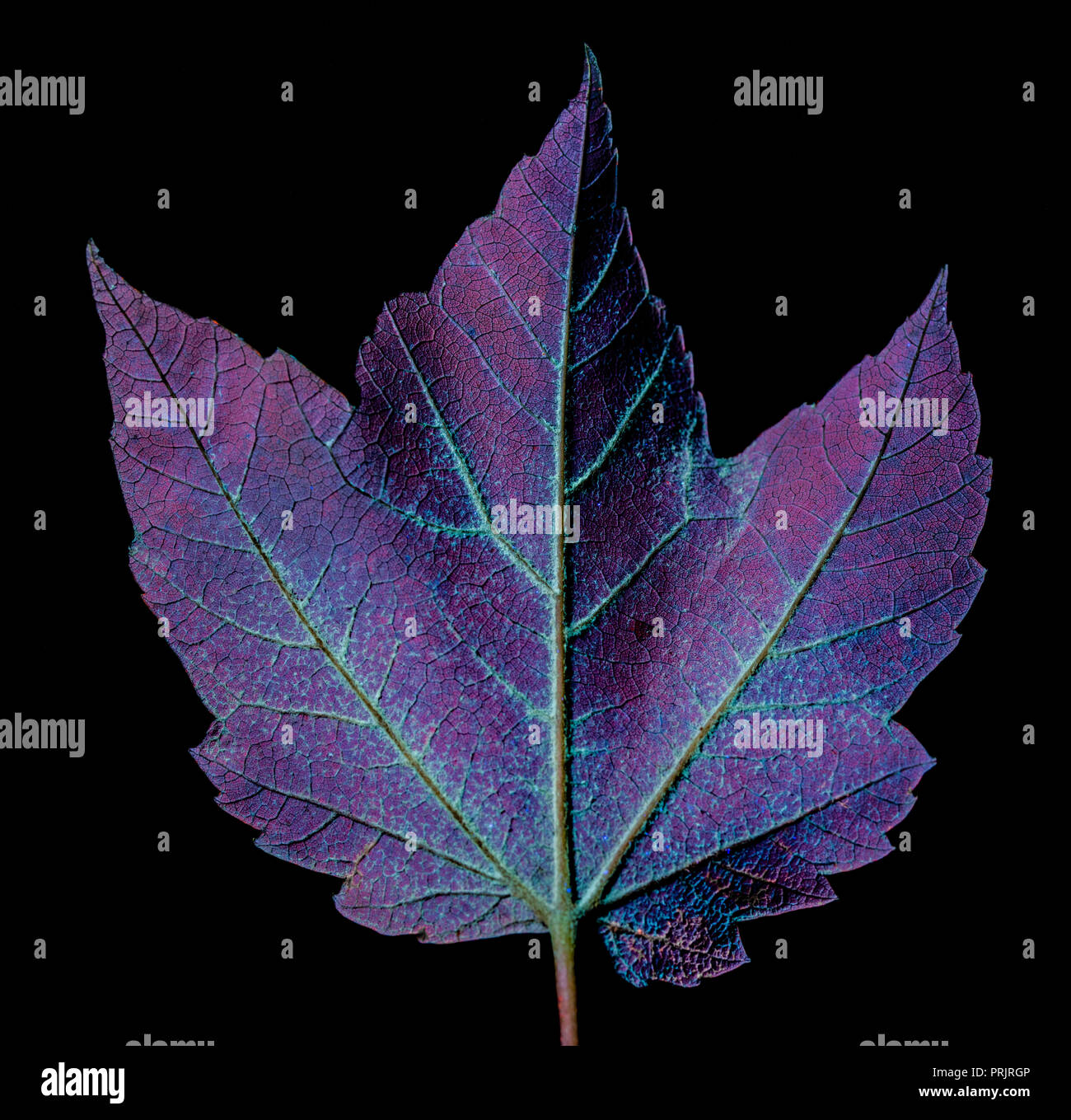 A maple leaf glows purple red and blue under fluorescent under
