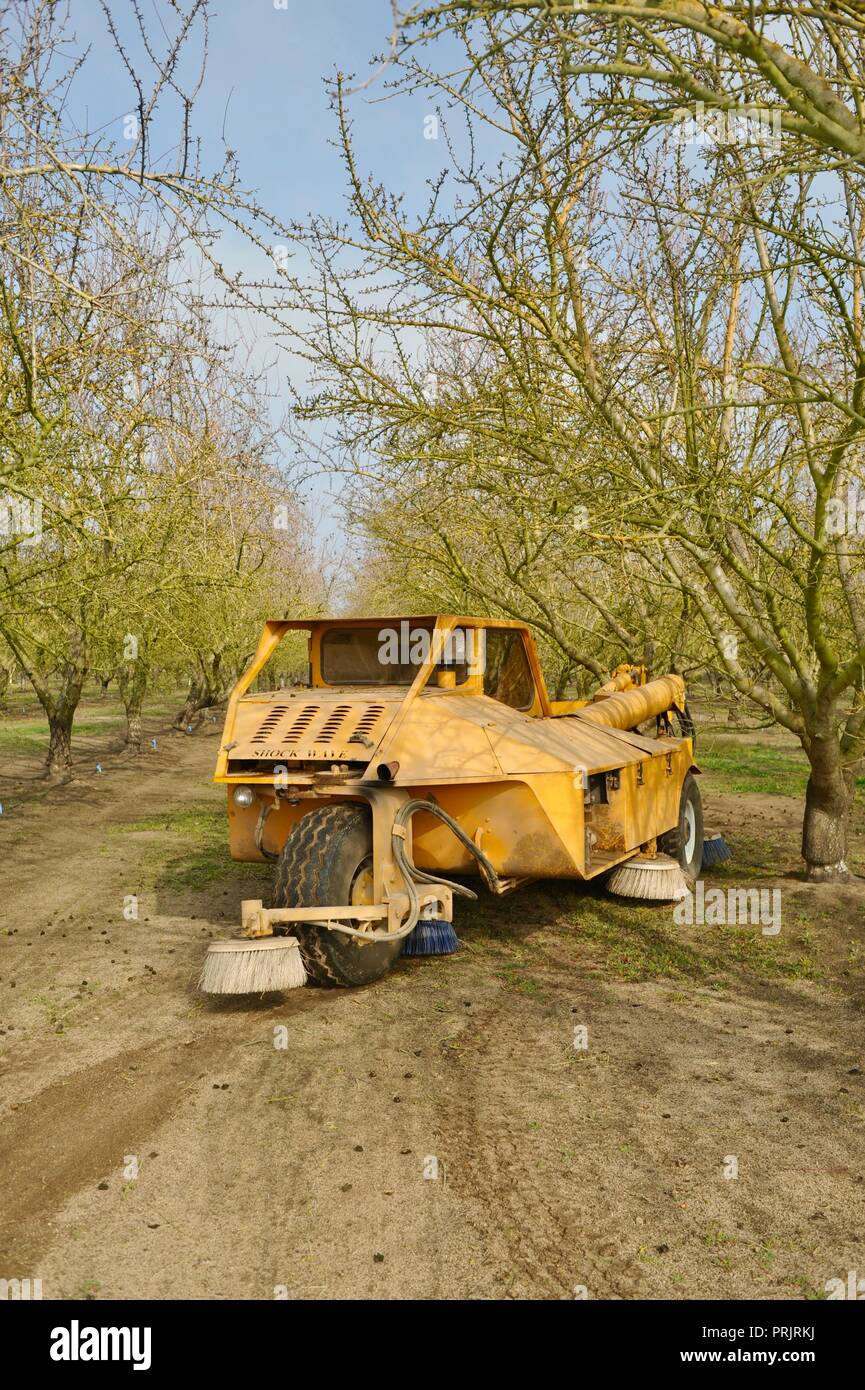 Harvesting almonds for Blue Diamond Cooperative using a large tractor machine that shakes the trees on a farm outside Manteca, California, USA Stock Photo