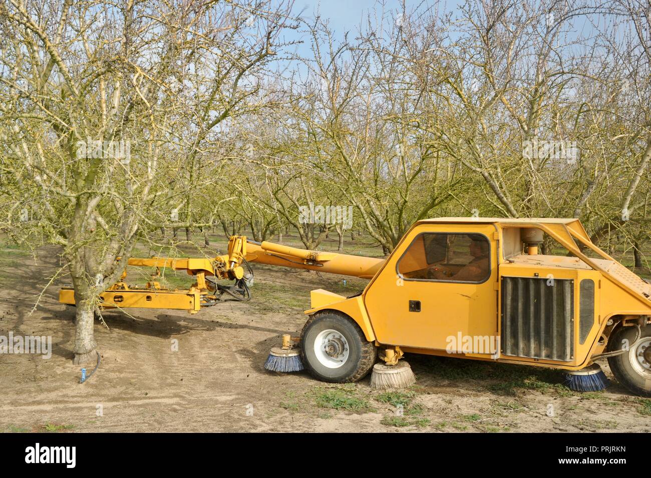 Harvesting almonds for Blue Diamond Cooperative using a large tractor machine that shakes the trees on a farm outside Manteca, California, USA Stock Photo