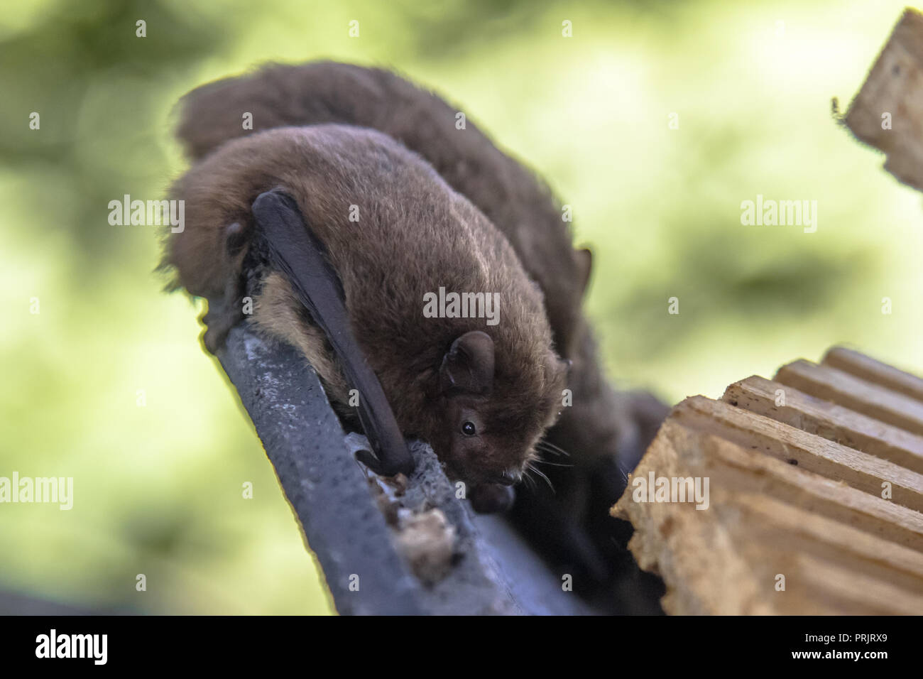 Nathusius' pipistrelles (Pipistrellus nathusii) resting in bat house. This is a small migratory bat in the pipstrelle genus. Large flocks travel from  Stock Photo