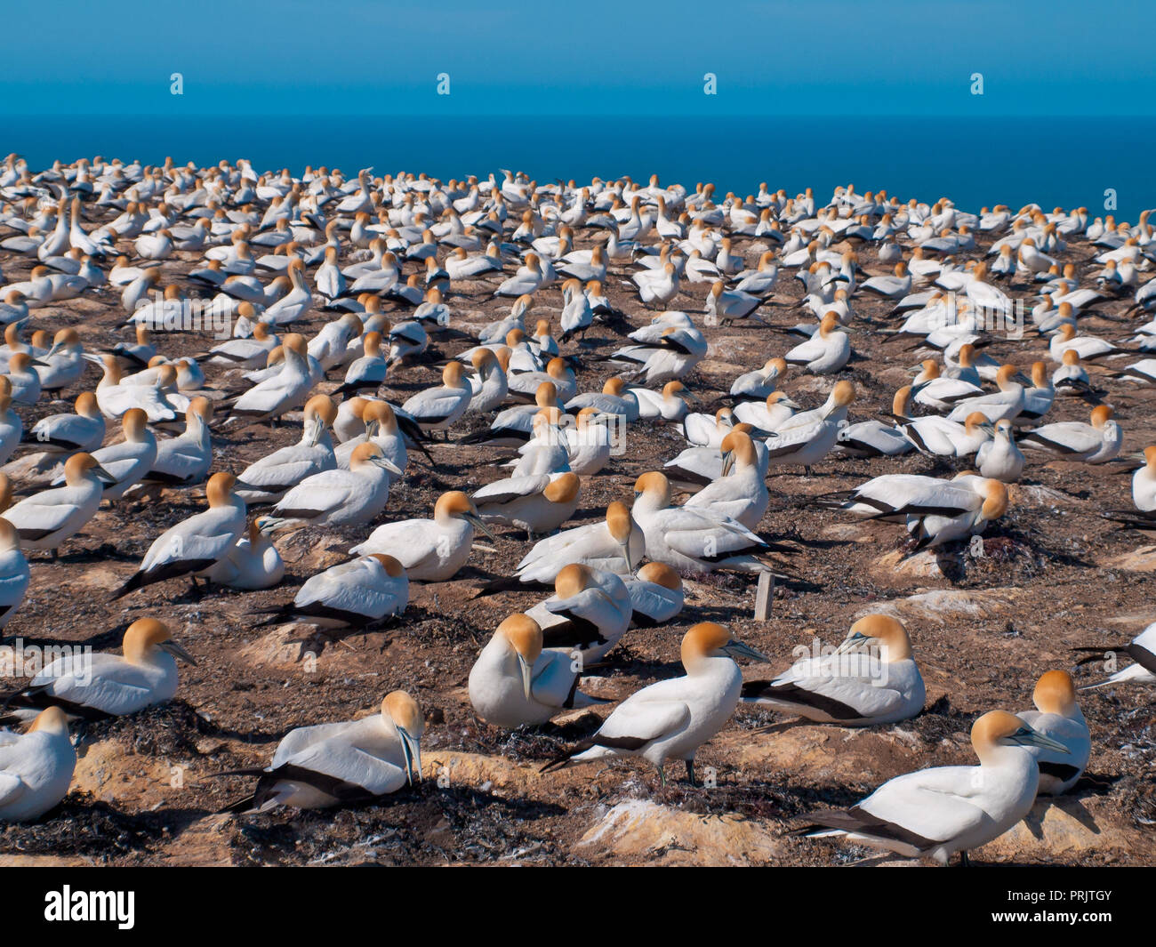Breeding Colony Of Australasian Gannet Morus Bassanus At Cape Breeding Colony Of Australasian Gannet Morus Bassanus At Cape