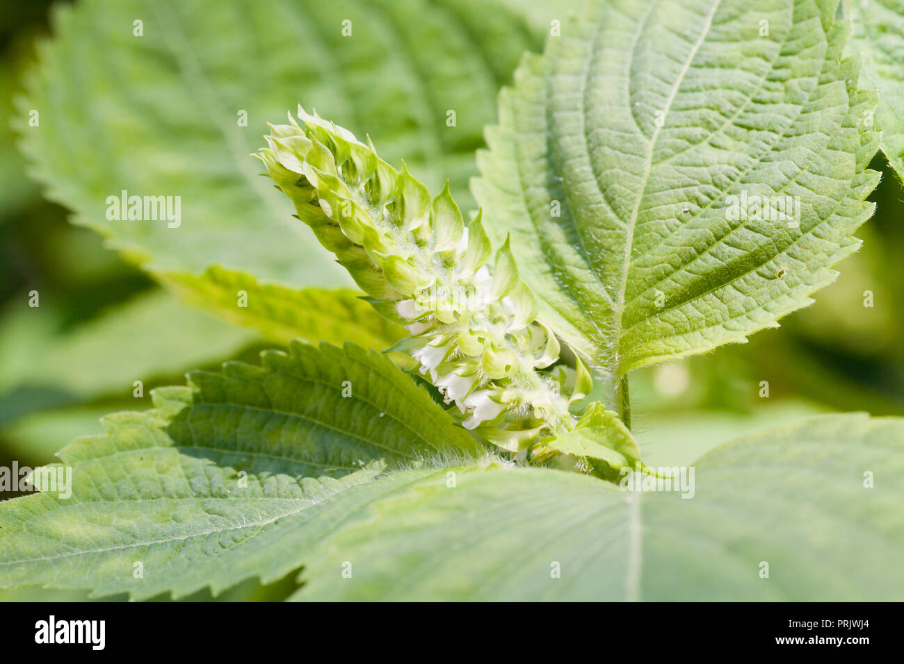Raceme of deulkkae plant aka Korean sesame (Perilla frutescens) Stock Photo