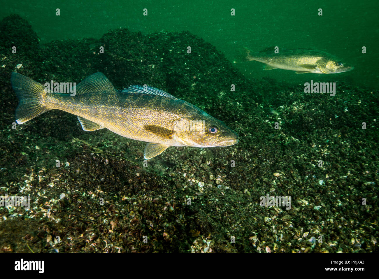 Walleye fish swimming in the St-Lawrence River Stock Photo