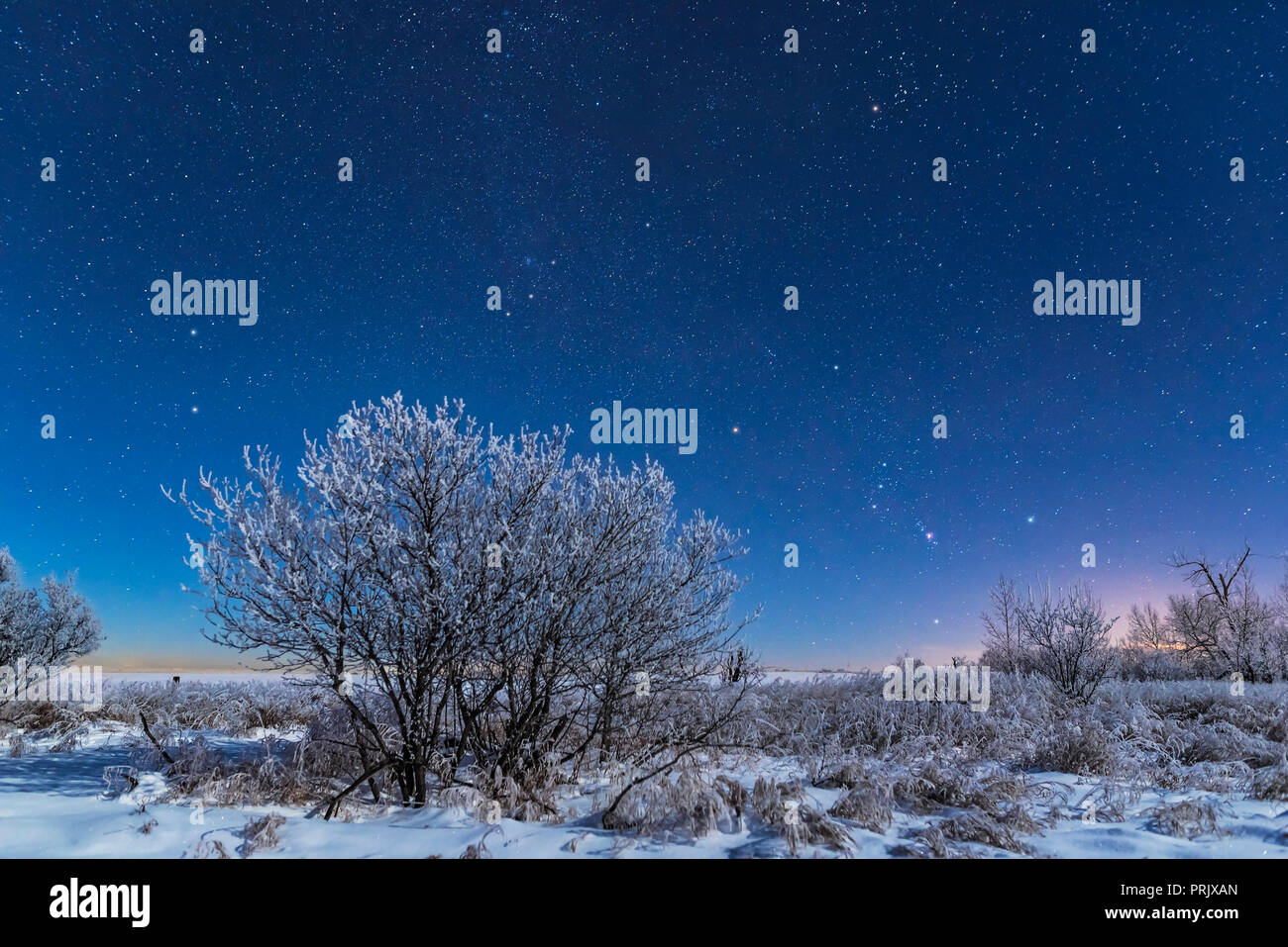 Orion and the stars of a northern winter rising in the moonlight over a snowy landscape at my house in southern Alberta, on a very cold and frosty -20 Stock Photo