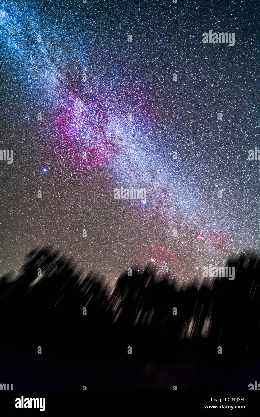 The Milky Way in the southern hemisphere sky from Orion setting into the trees at bottom to Vela at top left. At left of centre is the huge Gum Nebula Stock Photo