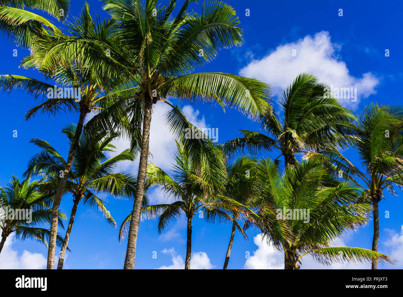 Coco palms kauai hi-res stock photography and images - Alamy