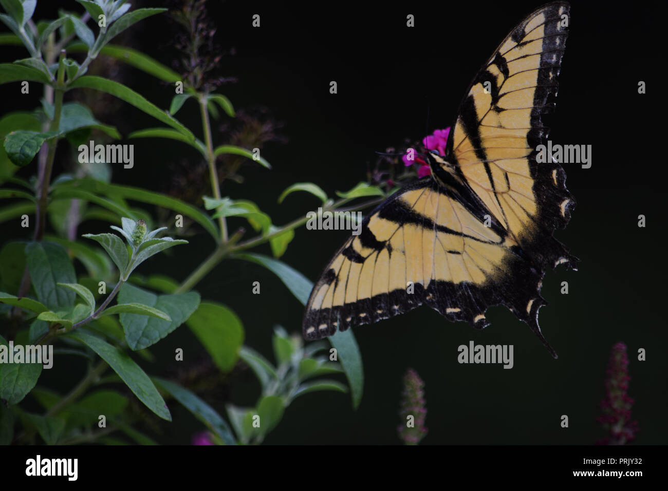 Yellow and Black Swallowtail Flower 3 Stock Photo
