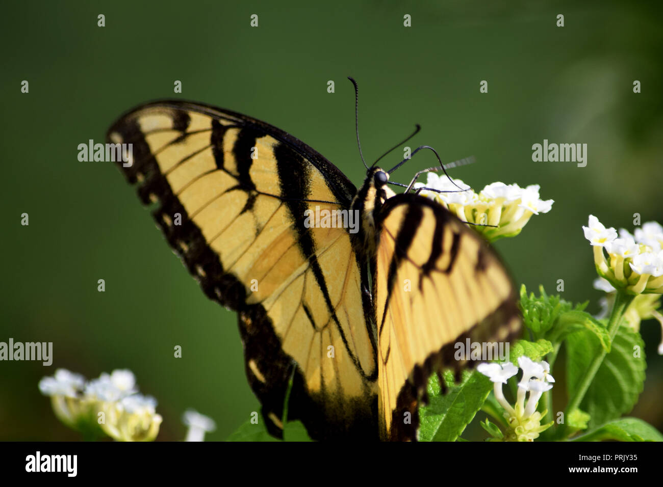 Black and Yellow Swallowtail on a Flower Stock Photo