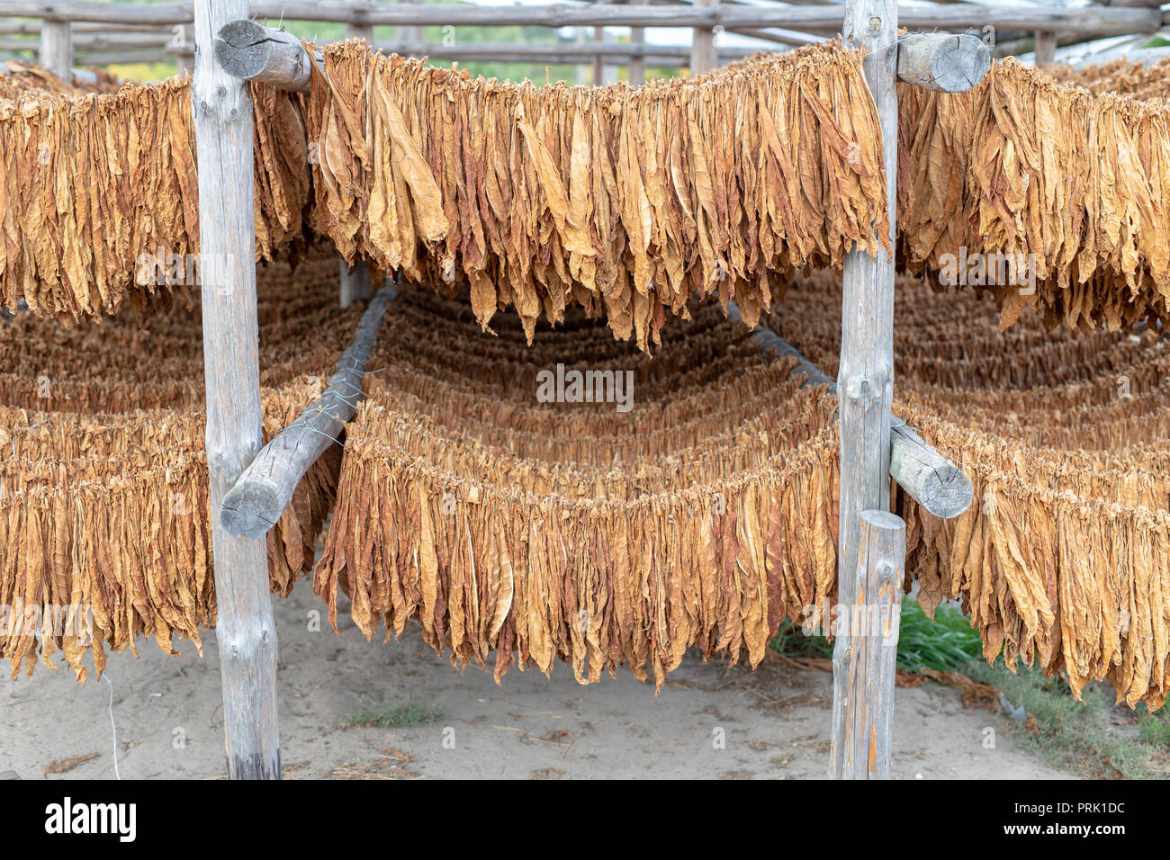 how to dry tobacco Tobacco leaves suspended in a drying room - Central Europe. Drying of  leaves intended for tobacco products. Season of the autumn Stock Photo