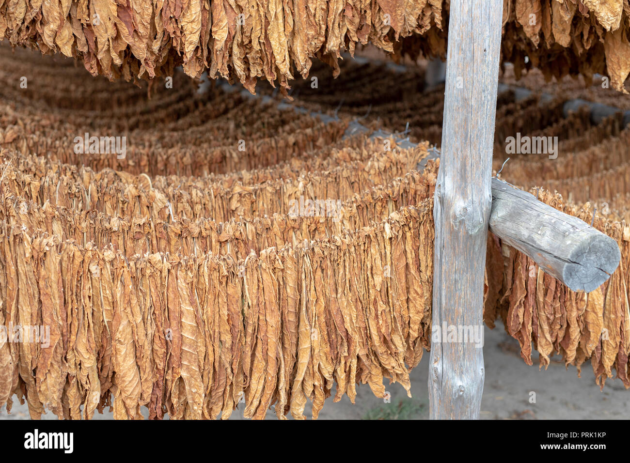 Tobacco leaves suspended in a drying room - Central Europe. Drying of  leaves intended for tobacco products. Season of the autumn Stock Photo