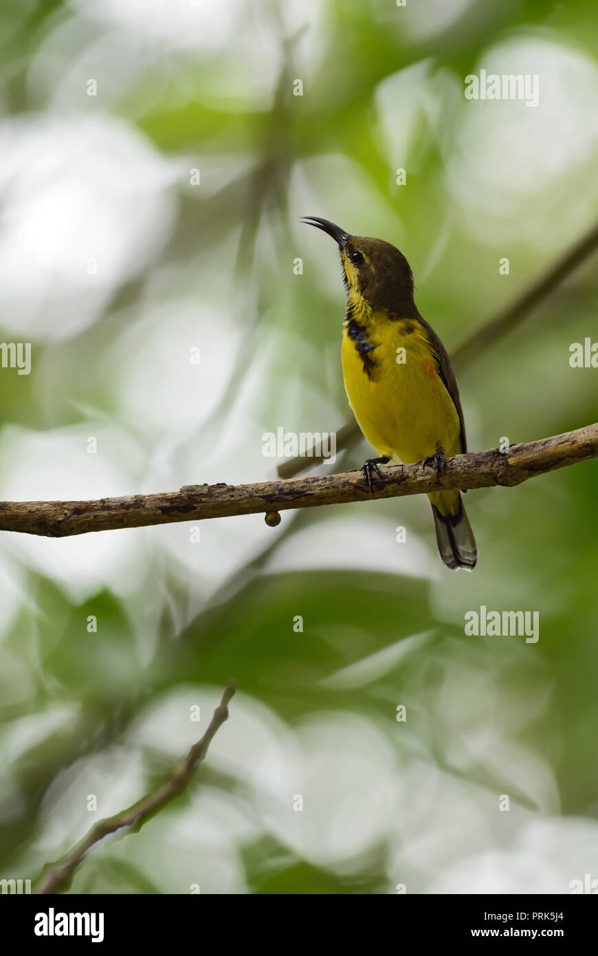 Olive-backed Sunbird - Cinnyris jugularis, small yellow and black sunbird from Southeast Asian gardens and woodlands. Stock Photo