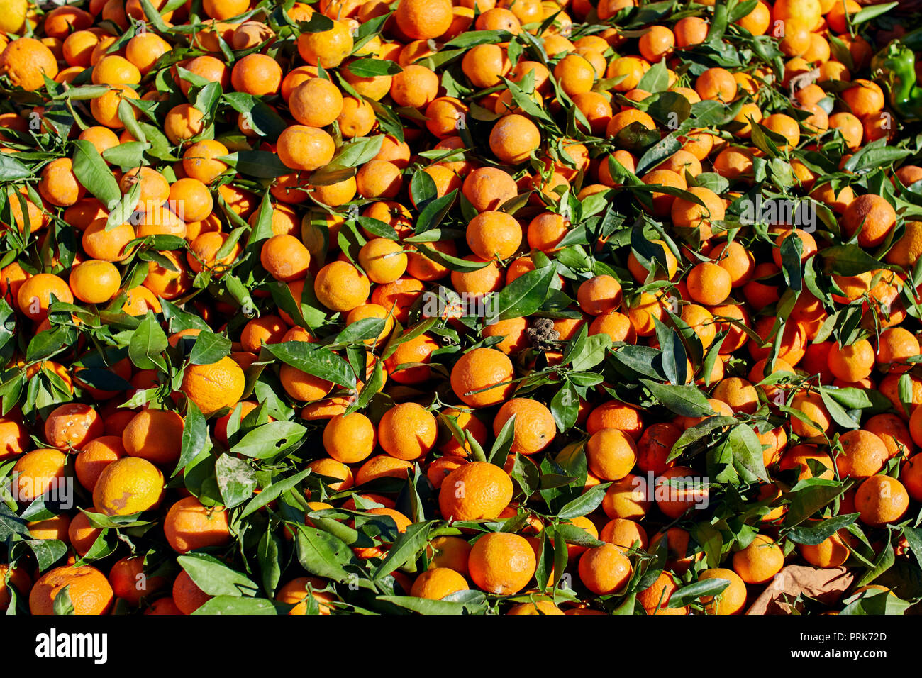 Many Moroccan tangerines lie on the street in the Moroccan market. Fresh juicy ripe tangerines with leaves are sold on the market Stock Photo