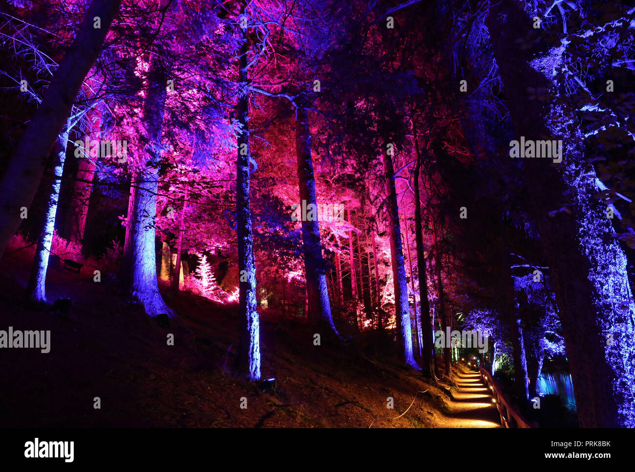 Embargoed to 1900 Wednesday October 03 The Enchanted Forest sound and light  festival in Faskally Wood in Pitlochry Stock Photo - Alamy