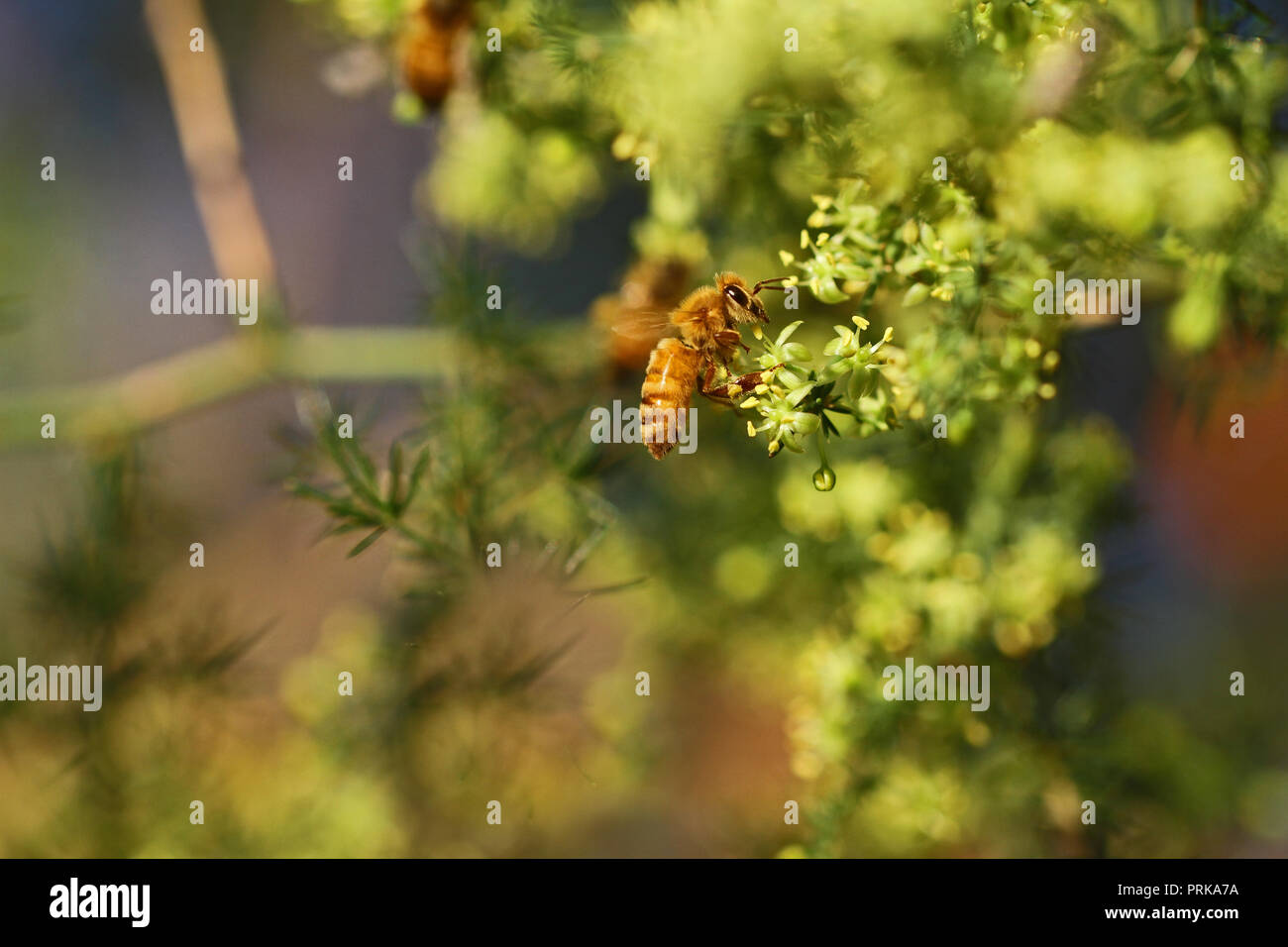 honey bee or worker bee Latin apis mellifera pollinating wild asparagus or sparrow grass Latin asparagus acutifolius in Italy in late summer Stock Photo