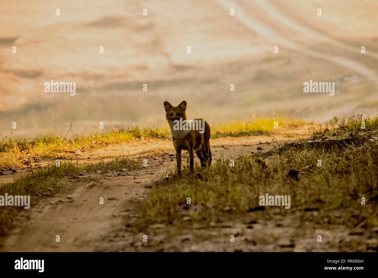 Kanha National Park,single dhole,wild dog,standing, alerted,high,on hill track ,bend,carefully,watching,M.P.India. Stock Photo