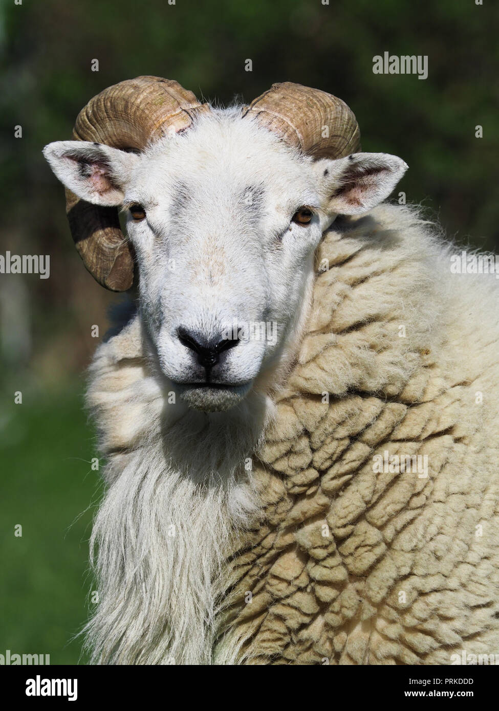A head shot of a large ram with curly horns Stock Photo - Alamy