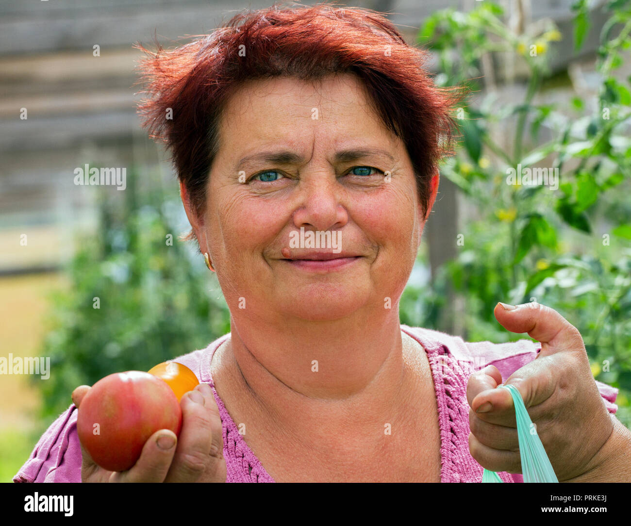 Woman put up ridy tomatoes to a bag in her own greenhouse.A woman tears off the ready tomatoes in a sack in her greenhouse. Stock Photo