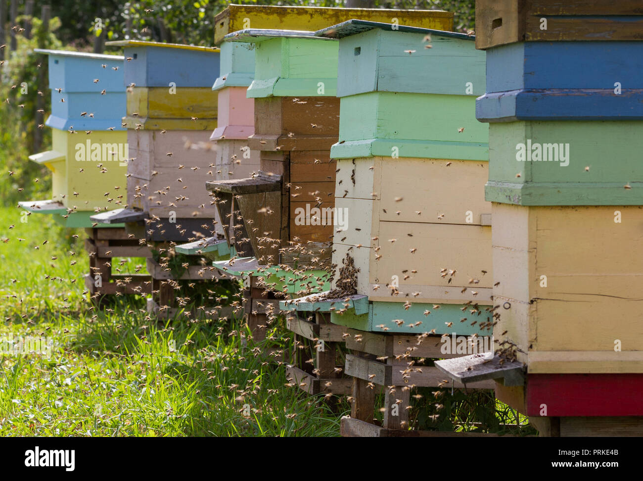 Hives of bees in the apiary Stock Photo Alamy