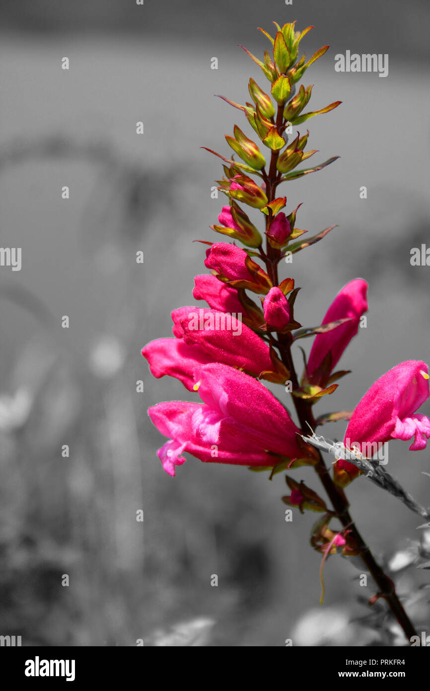 Pink flowers blooming on a plant Stock Photo