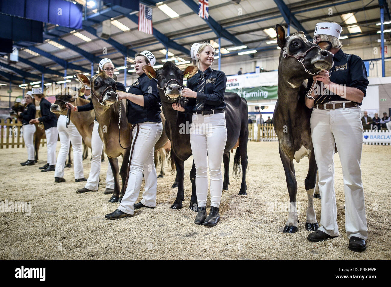Jersey cows are judged in the main ring at the The Dairy Show, Bath