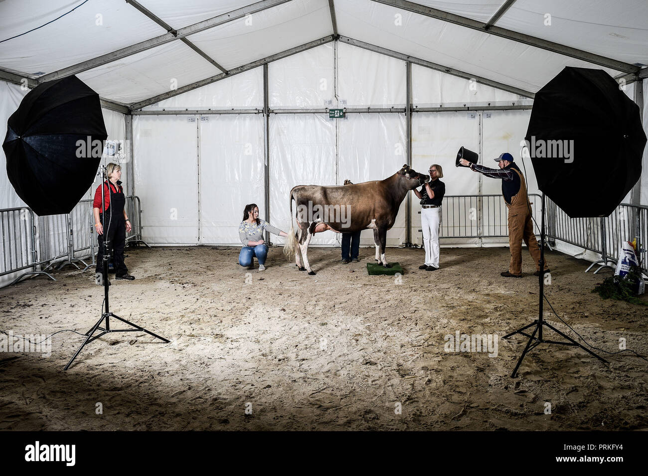 A cow is coaxed as it poses while modeling for a photo shoot at the The