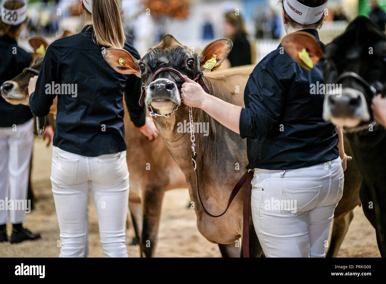 One uks largest dairy shows hires stock photography and images Alamy