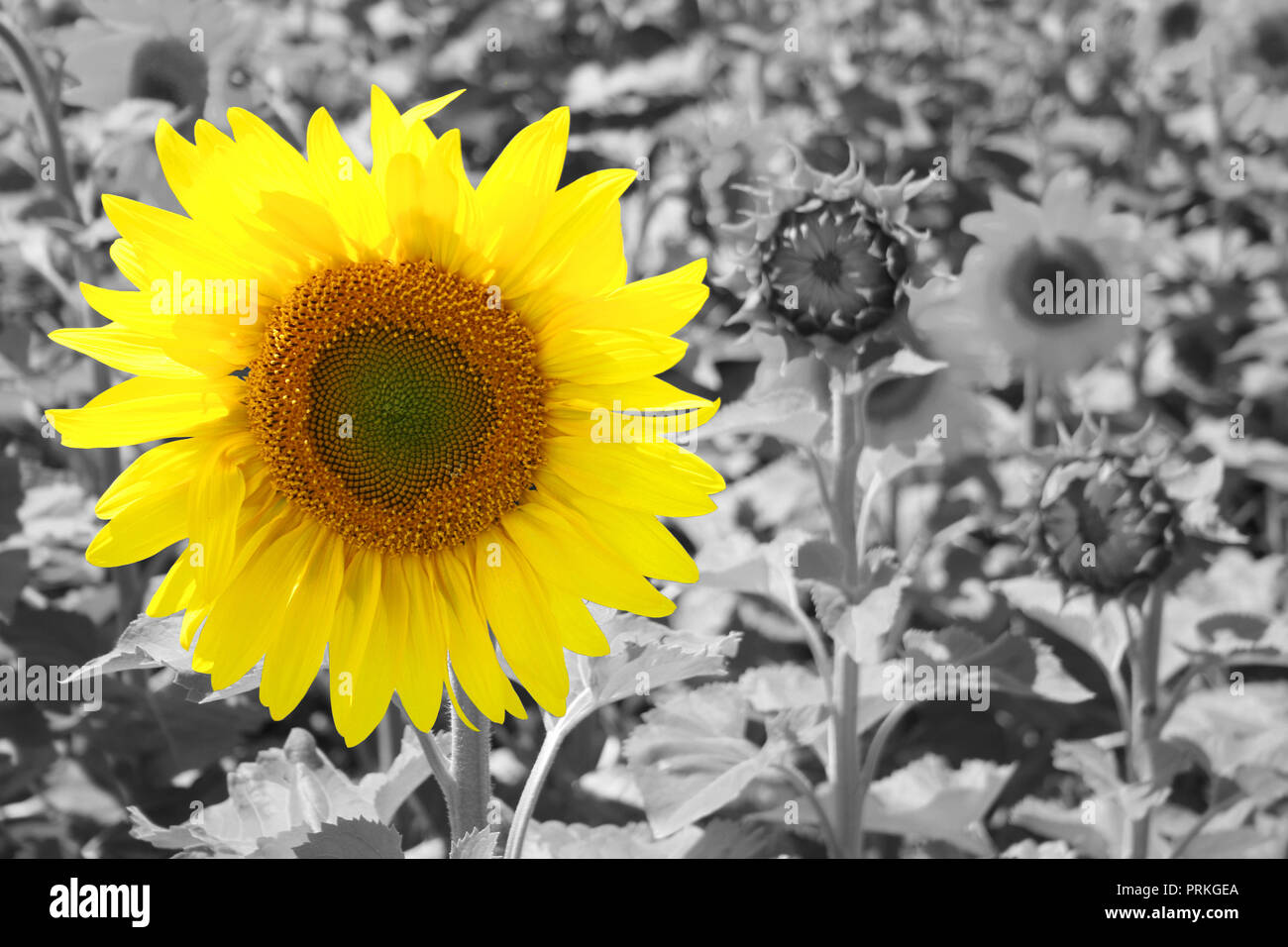 A selective color image of a sunflower in a filed Stock Photo