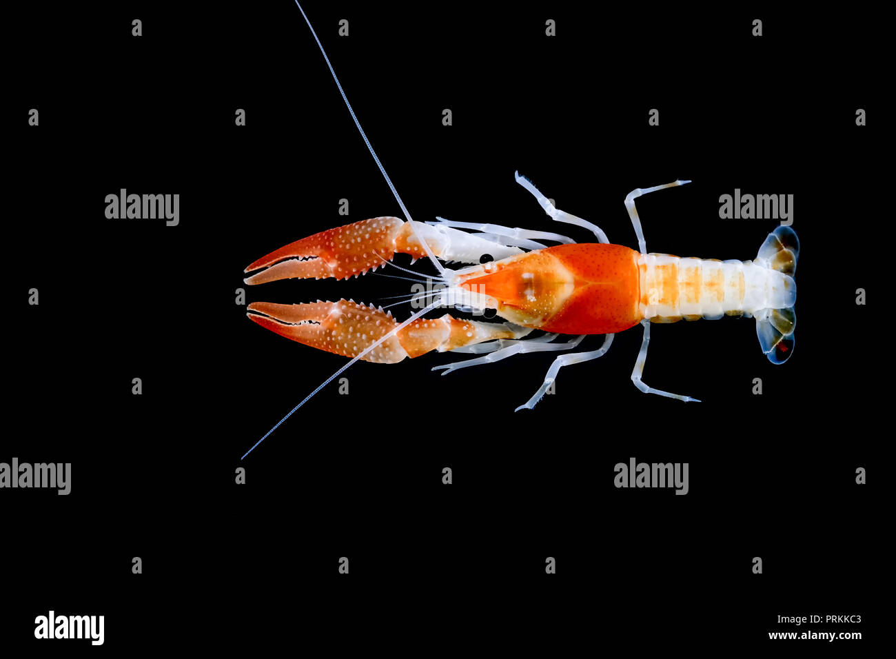 Crayfish Procambarus Clarkii Stock Photo