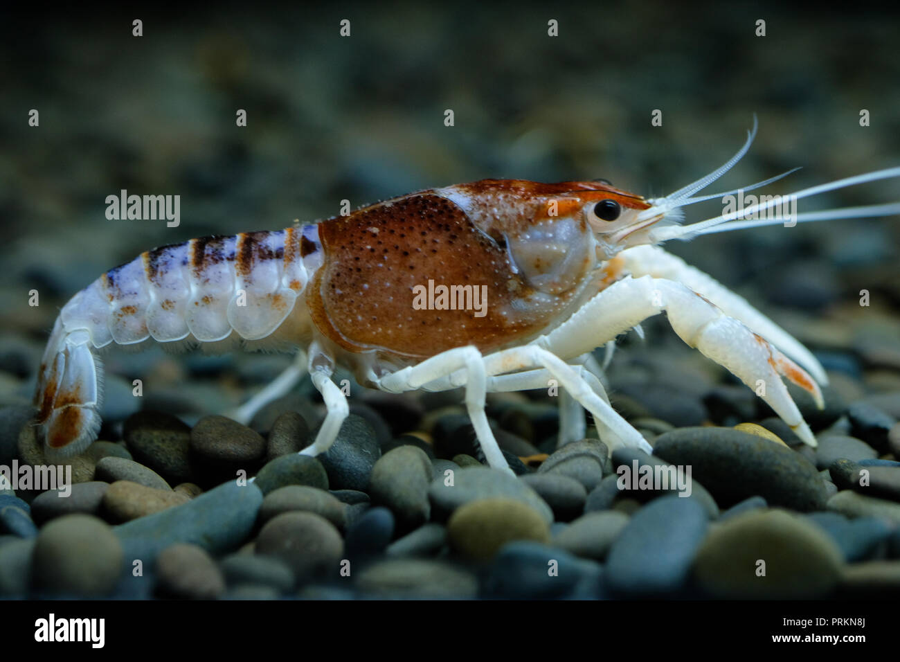 crayfish Procambarus clarkii ghost in the aquarium Stock Photo Alamy