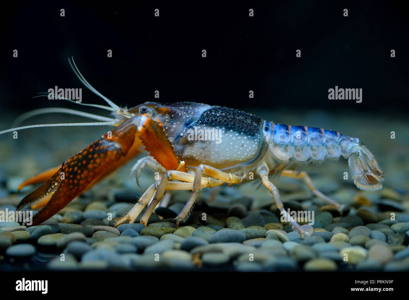 crayfish Procambarus clarkii ghost in the aquarium Stock Photo Alamy