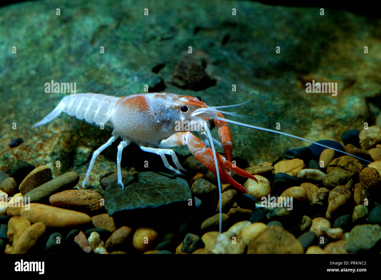crayfish Procambarus clarkii ghost in the aquarium Stock Photo Alamy