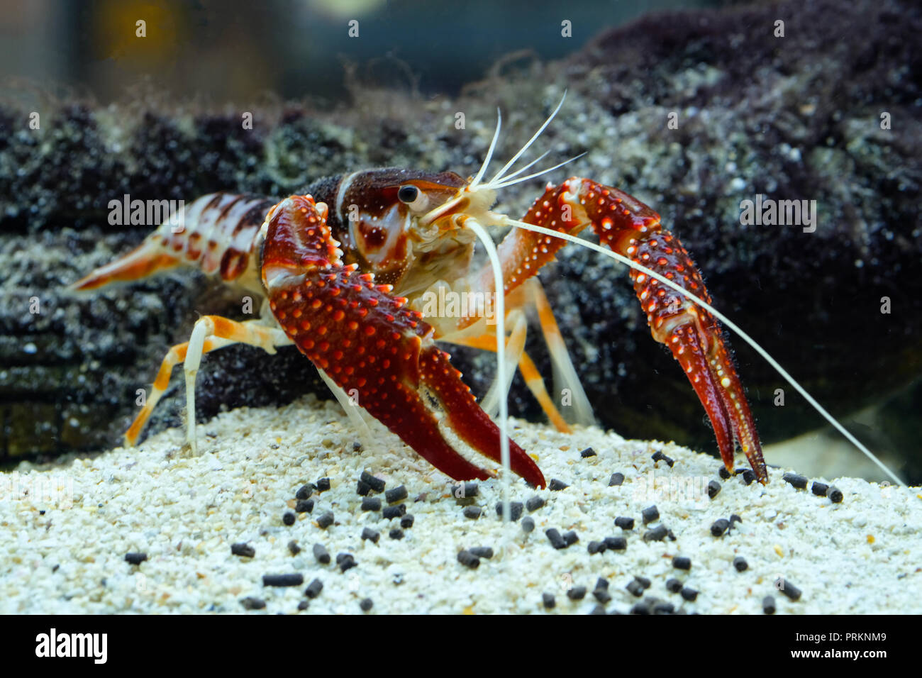 crayfish Procambarus clarkii ghost in the aquarium Stock Photo Alamy