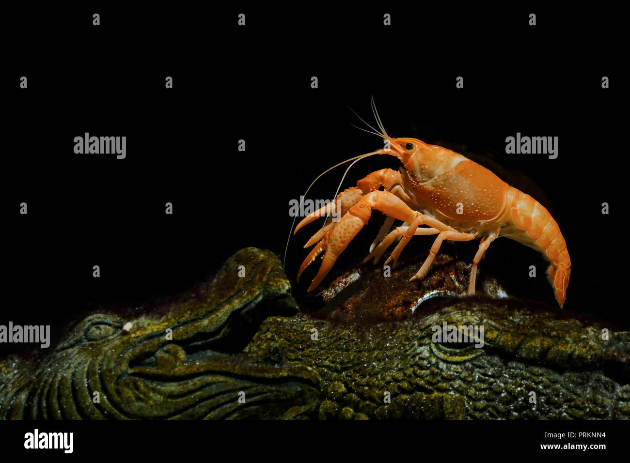 crayfish Procambarus clarkii ghost in the aquarium Stock Photo Alamy