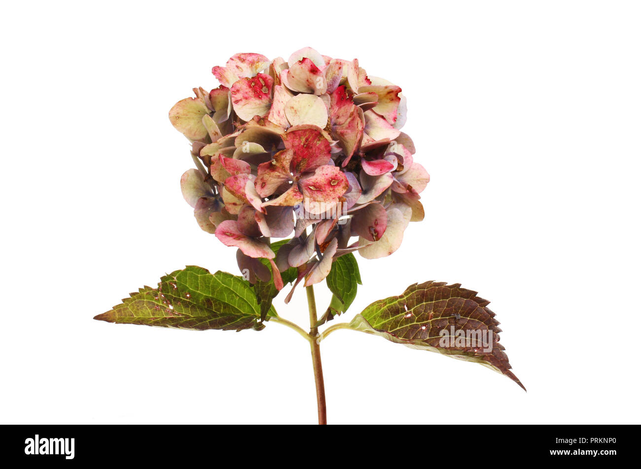 Autumnal colours in a fading hydrangea flower and leaves isolated