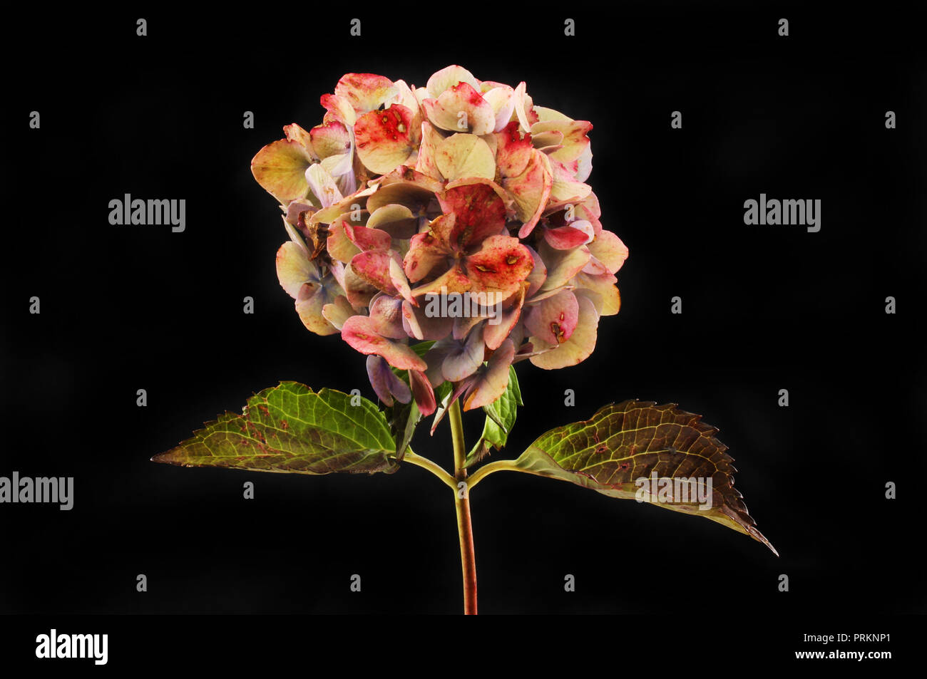 Fading colours hires stock photography and images Alamy