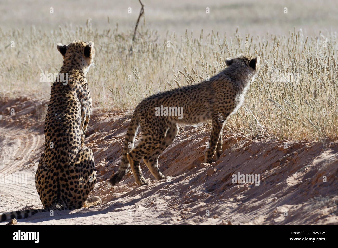 Cheetahs (Acinonyx jubatus), adult female sitting with her standing baby, on a dirt road, Kgalagadi Transfrontier Park, Northern Cape, South Africa Stock Photo