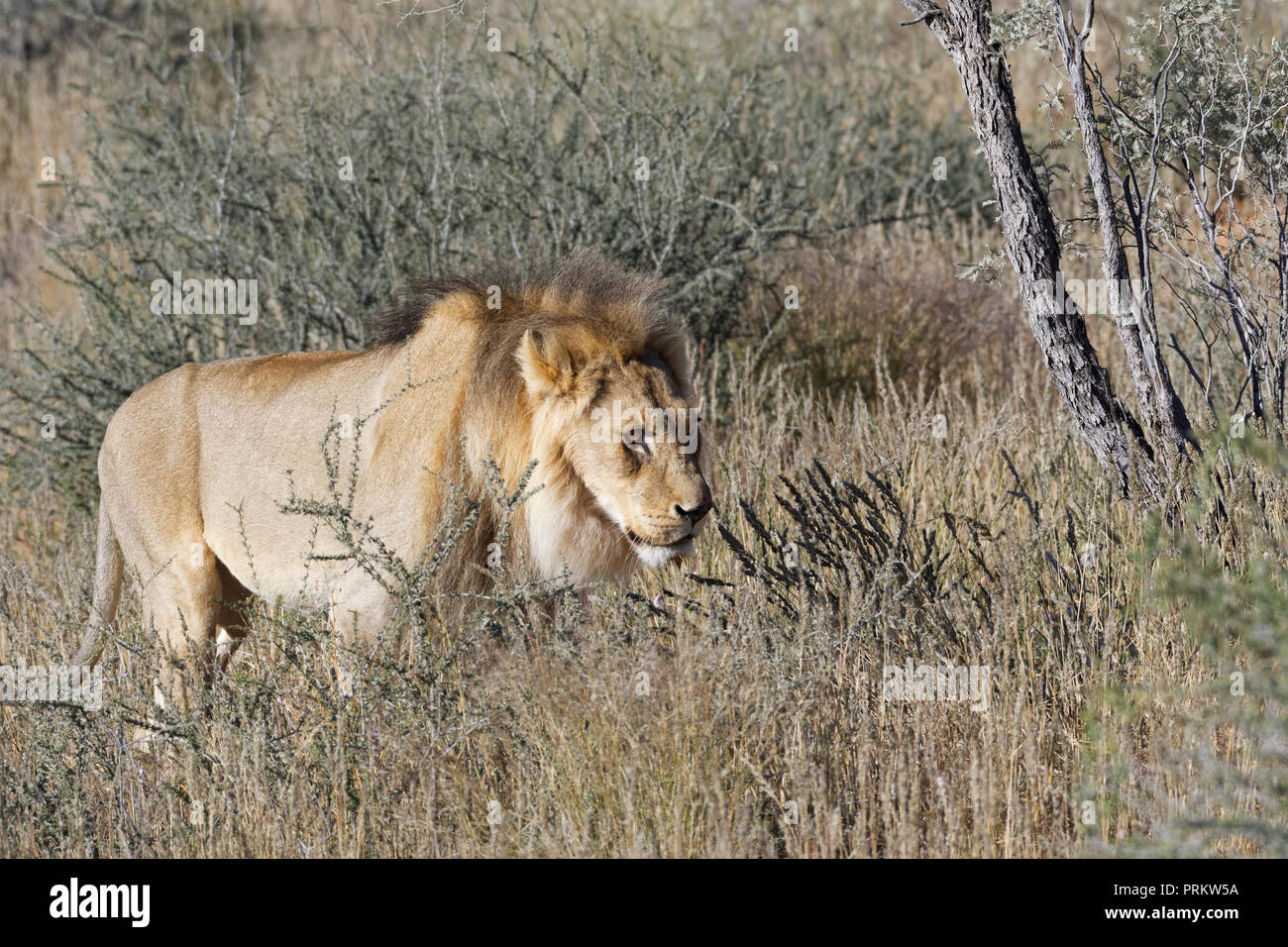 African lion (Panthera leo), adult male walking in high dry grass, Kgalagadi Transfrontier Park, Northern Cape, South Africa, Africa Stock Photo