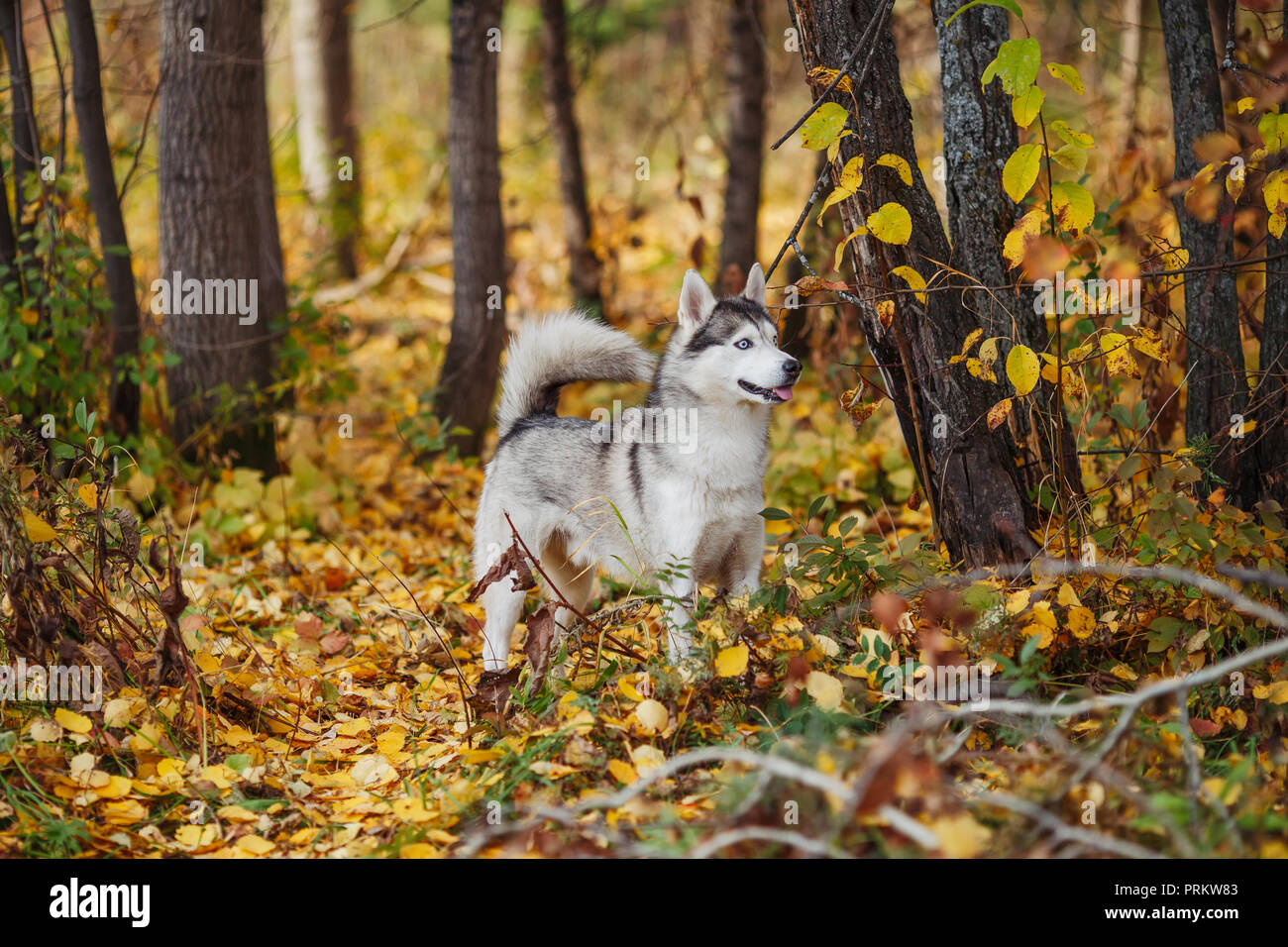 Siberian husky dog with blue eyes stands and looks. Autumn forest ...