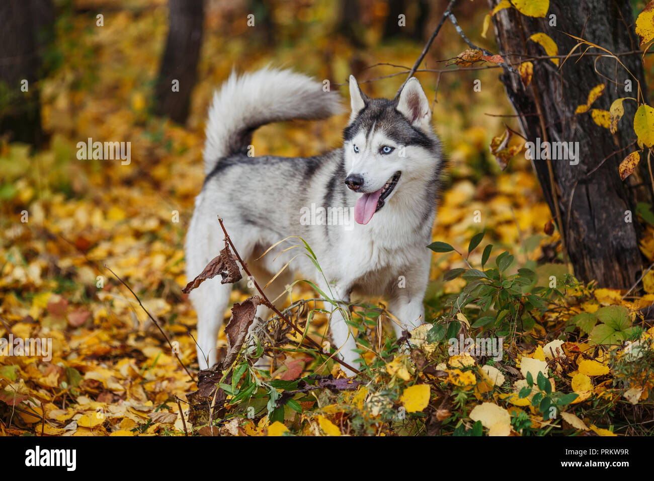 Siberian husky dog with blue eyes stands and looks. Autumn forest ...