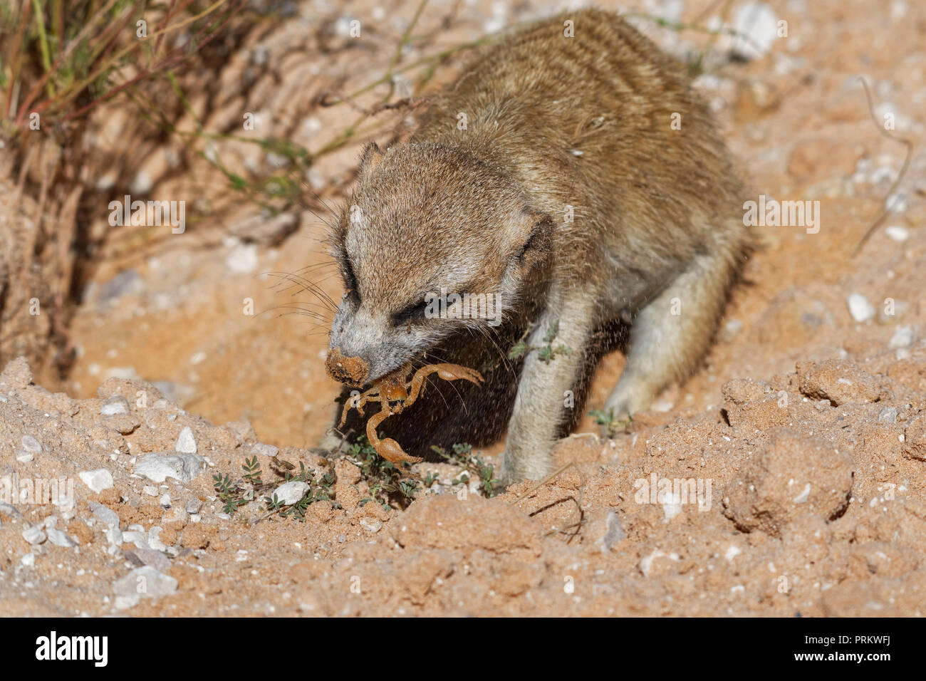 Meerkat (Suricata suricatta), adult animal at the burrow, feeding on a scorpion, Kgalagadi Transfrontier Park, Northern Cape, South Africa, Africa Stock Photo