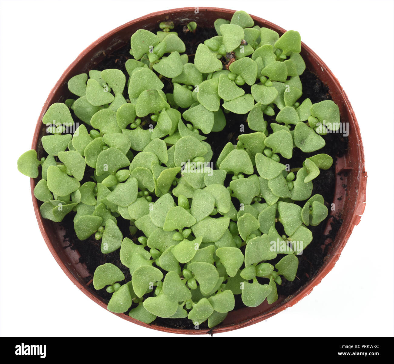 Basilikum, Ocimum, basilicum, Heilpflanze, Kraeuter, Anzucht Stock Photo