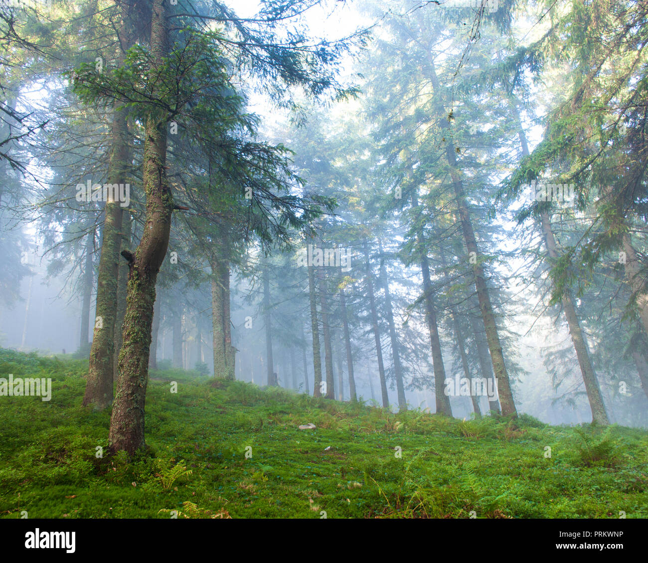 Tree trunks foggy pine forest hi-res stock photography and images - Alamy