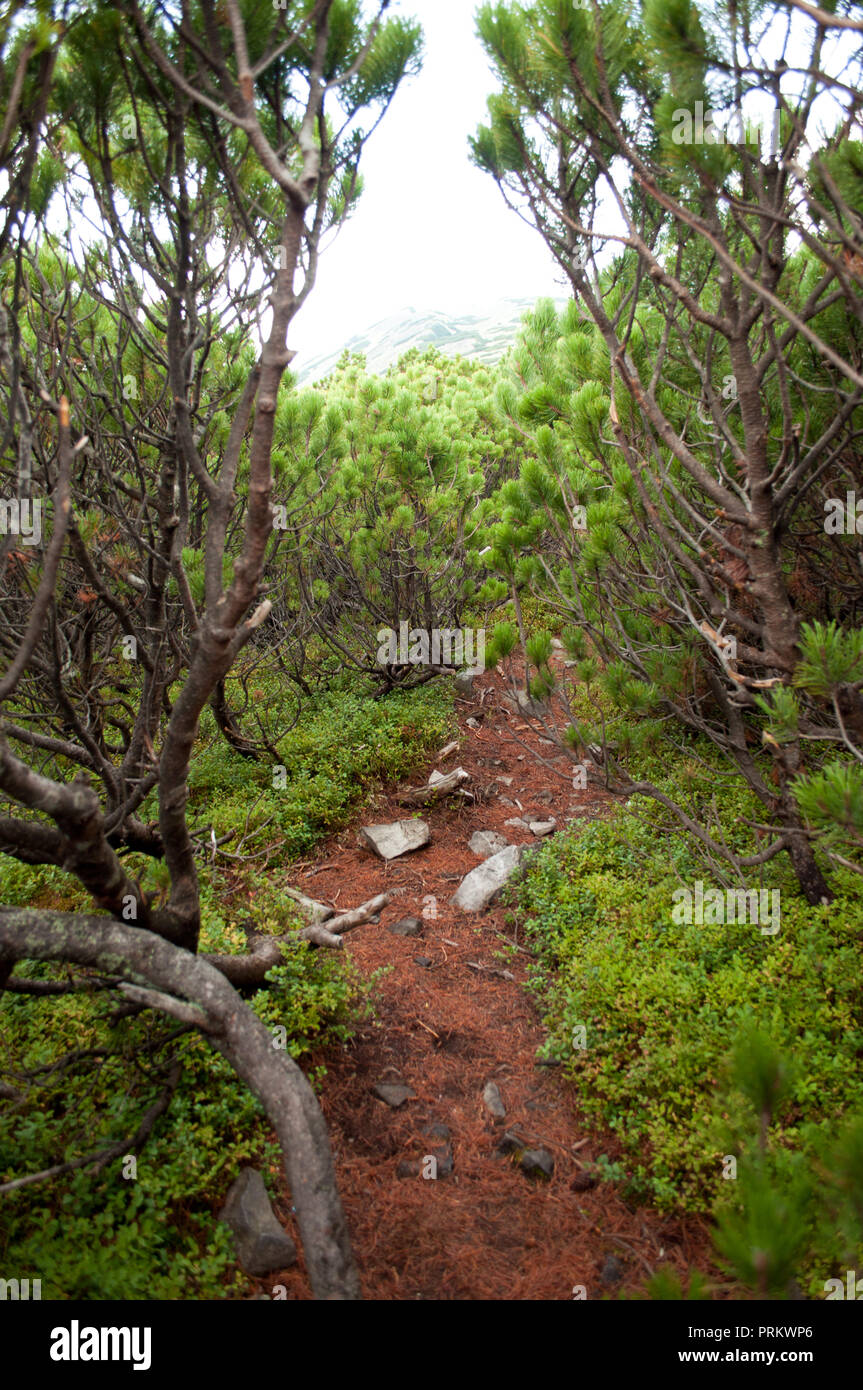 Path through creeping pine Stock Photo