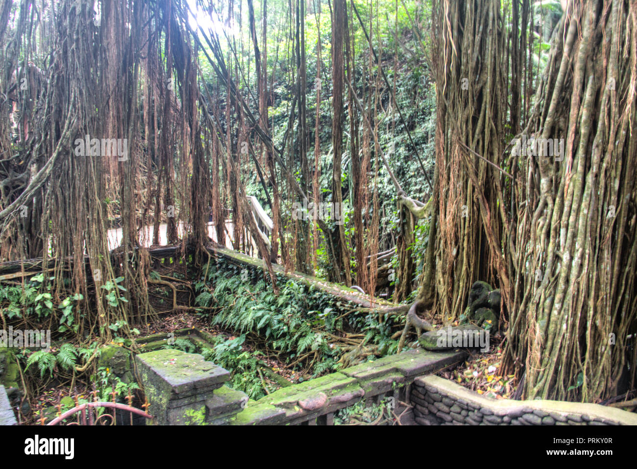 The monkey sanctuary is one of the most famous tourist spots in Ubud on ...