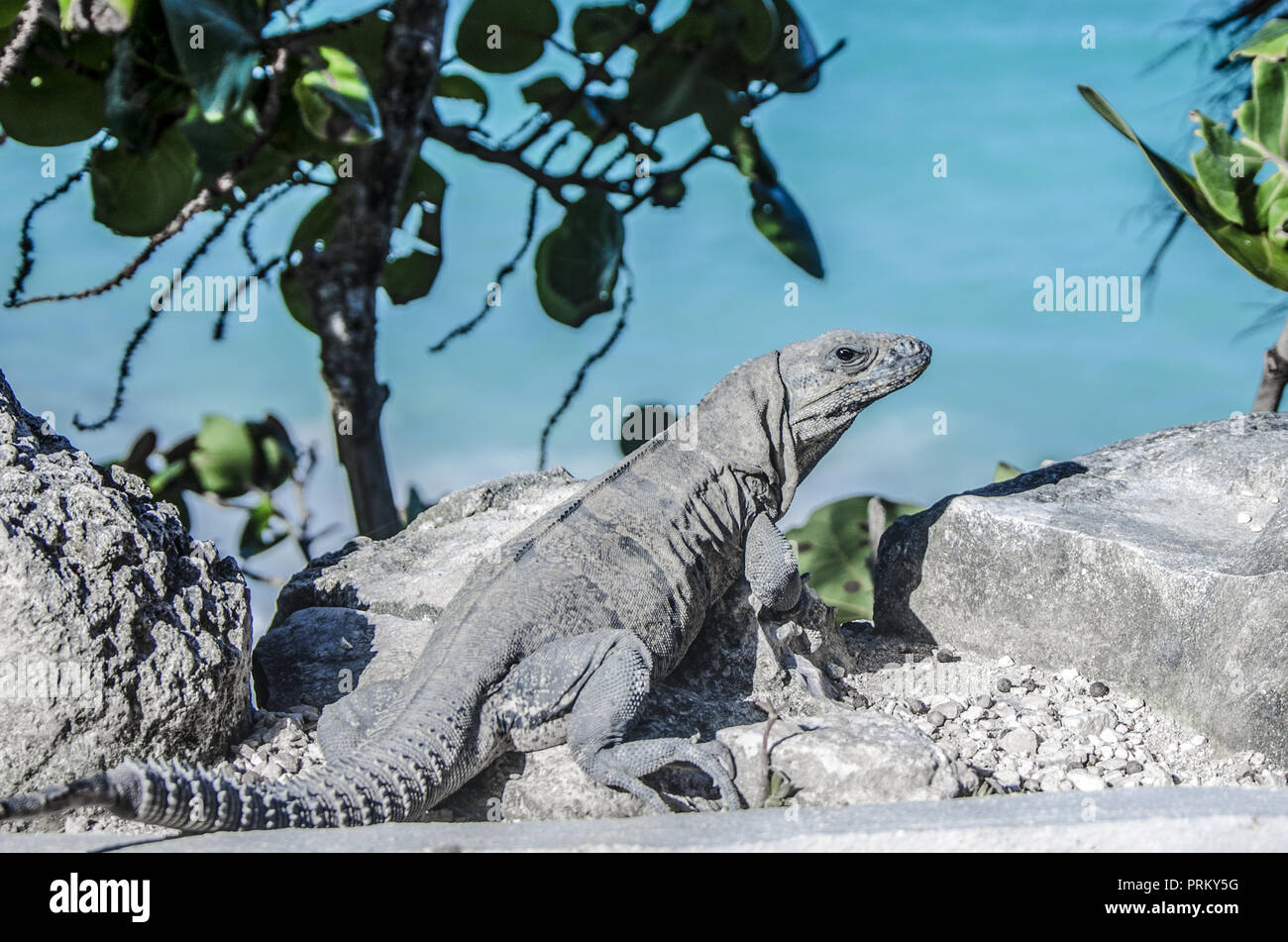 Iguana on the beach in Tulum National Park, Quintana Roo, Mexico Stock Photo