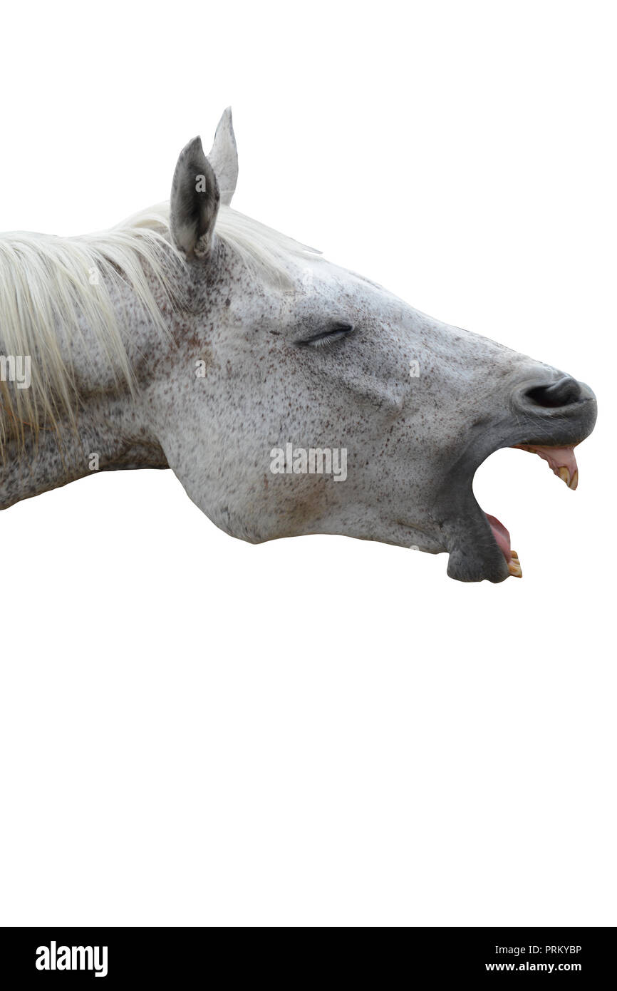 Funny laughing horse, funny animal isolated Stock Photo