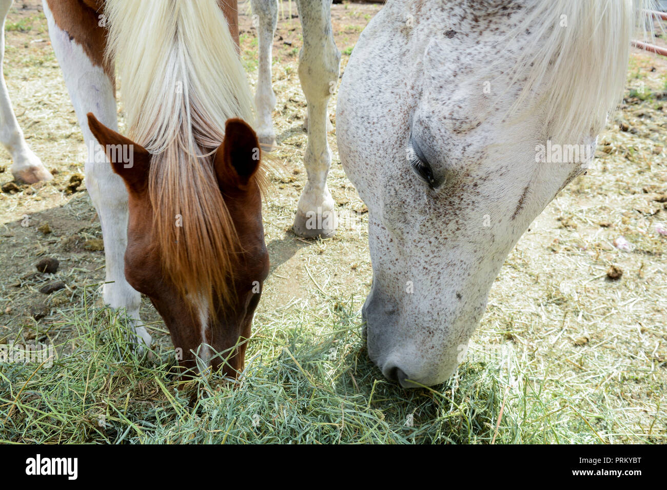Horses eating hay at feeding time Stock Photo Alamy